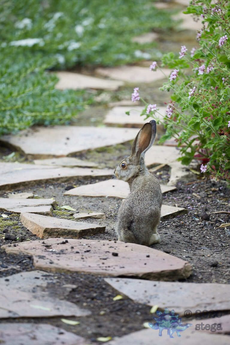 Young Hare