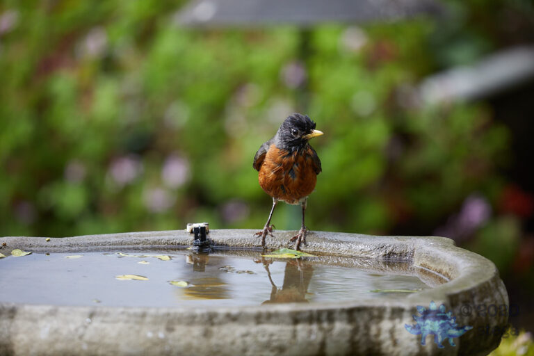 American Robin