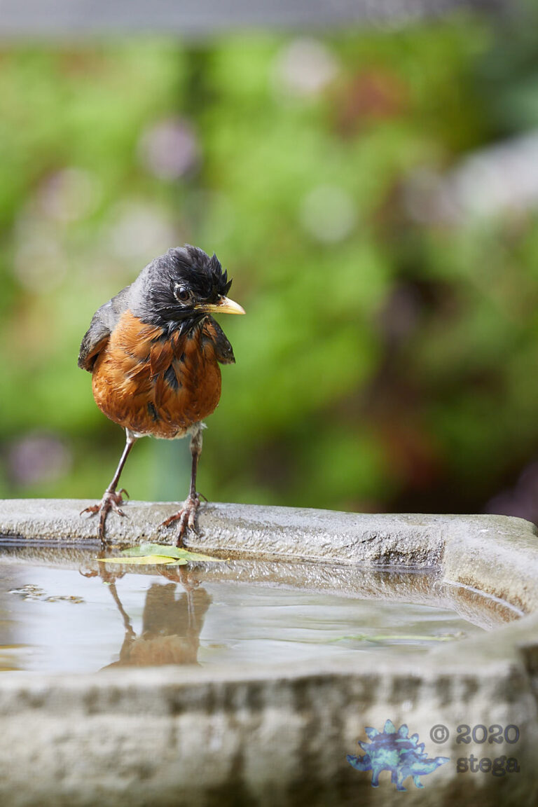 American Robin