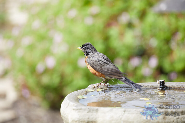 American Robin