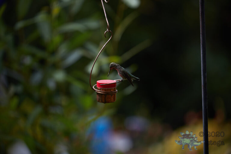 Anna’s Hummingbird