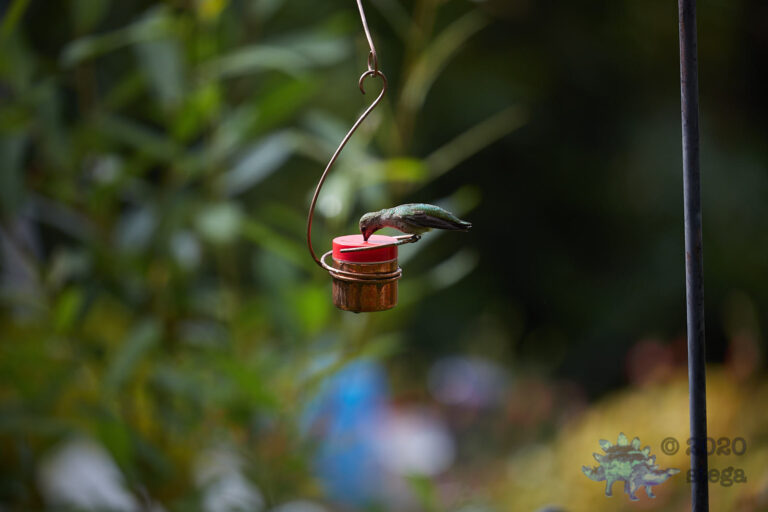 Anna’s Hummingbird