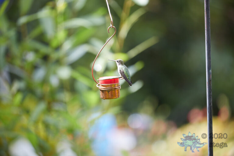 Anna’s Hummingbird