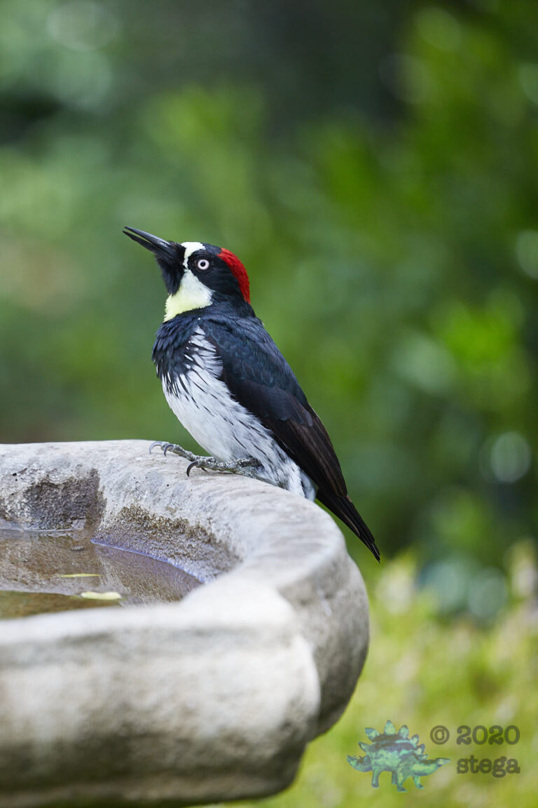 Acorn Woodpecker