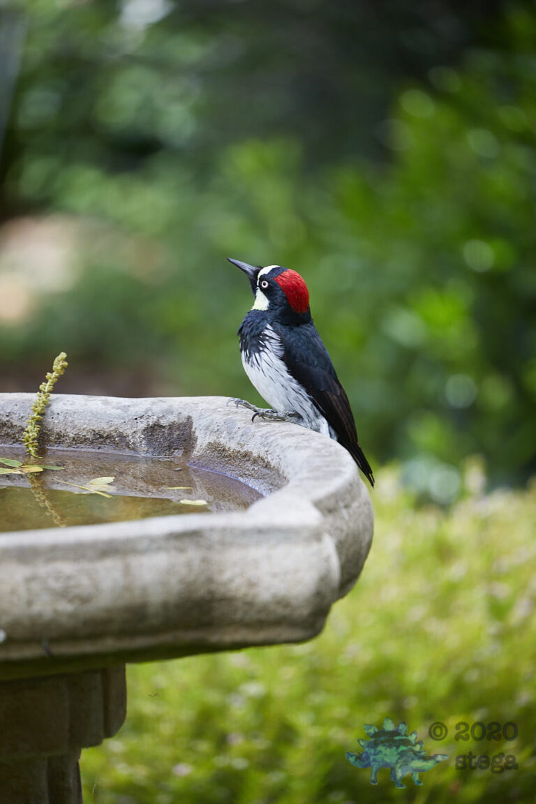 Acorn Woodpecker