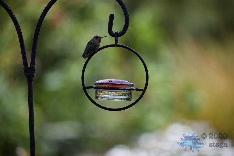 Allen’s Hummingbird