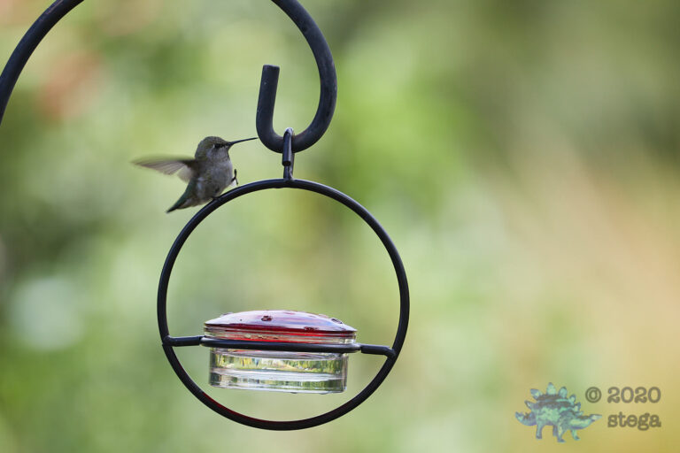 Allen’s Hummingbird