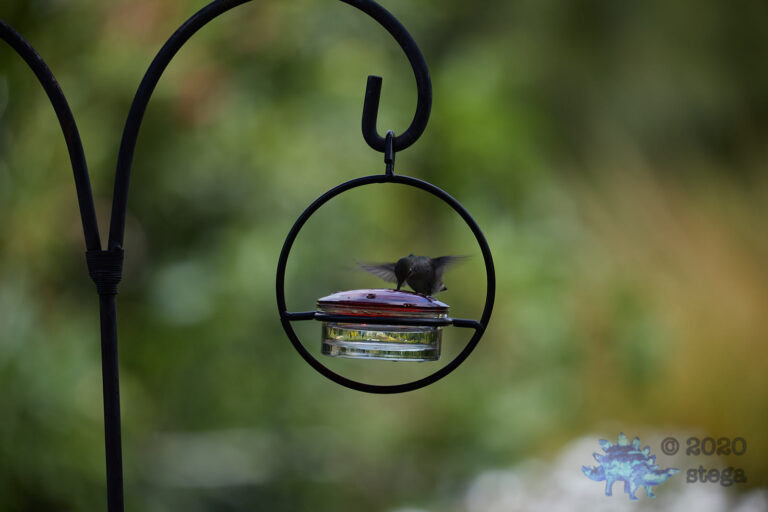 Anna’s Hummingbird