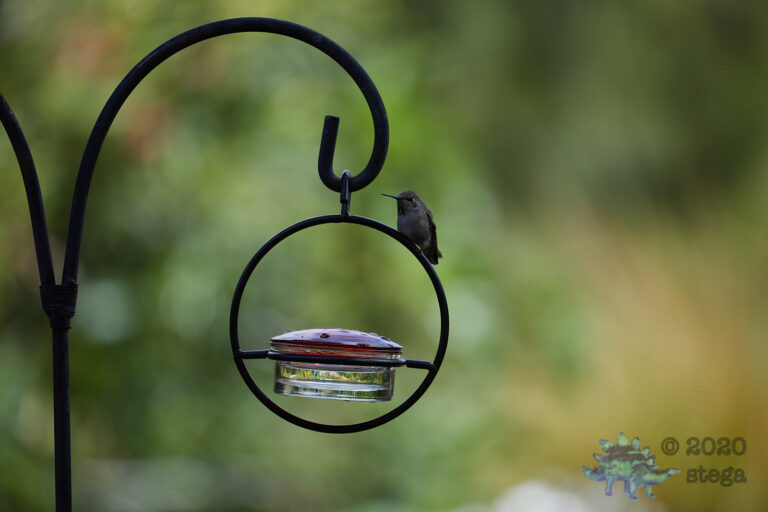 Hummingbird