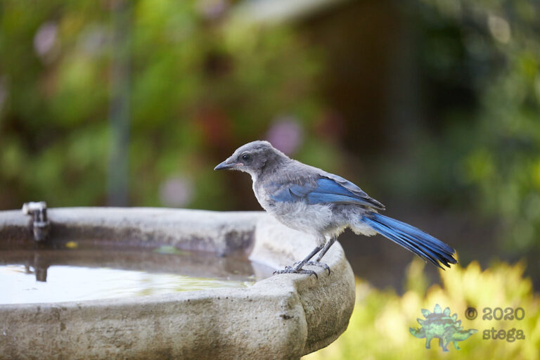California Scrub Jay Fledgling