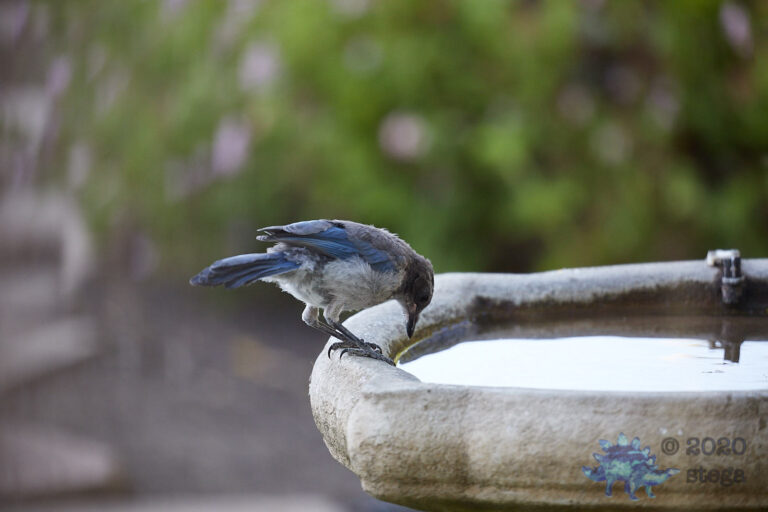 California Scrub Jay