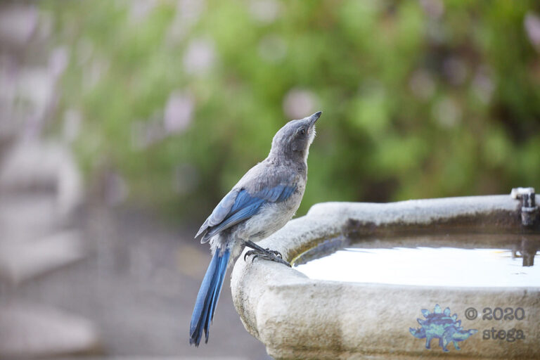 California Scrub Jay