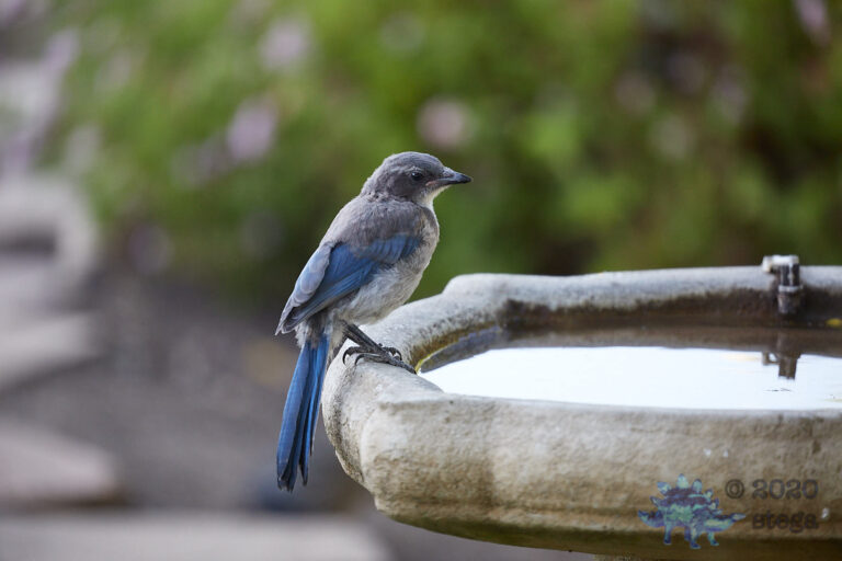California Scrub Jay Fledgeling