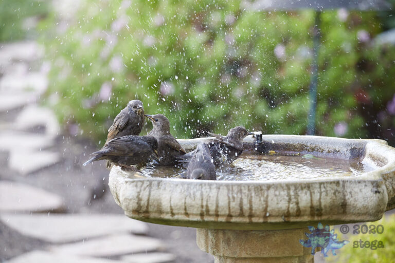 European Starlings