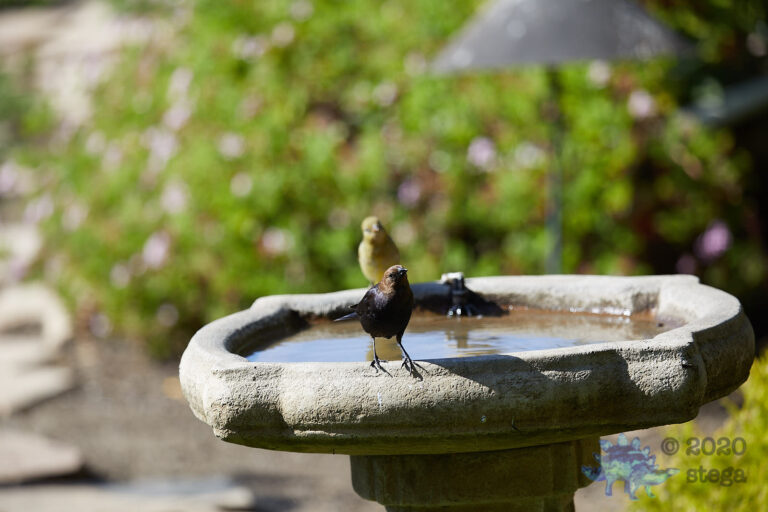 Brown-headed Cowbird