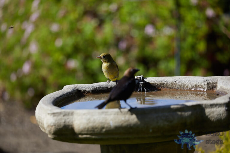 Bullock’s Oriole and Brown-headed Cowbird