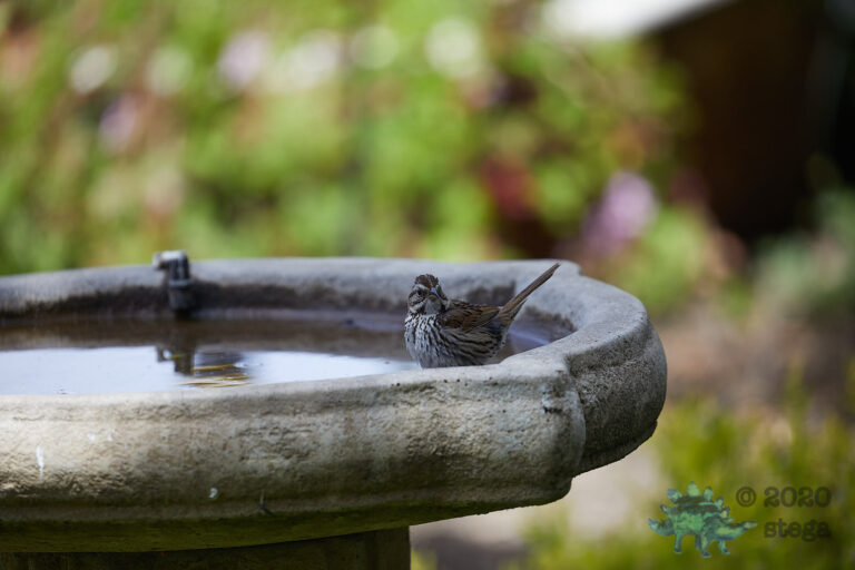 Song Sparrow