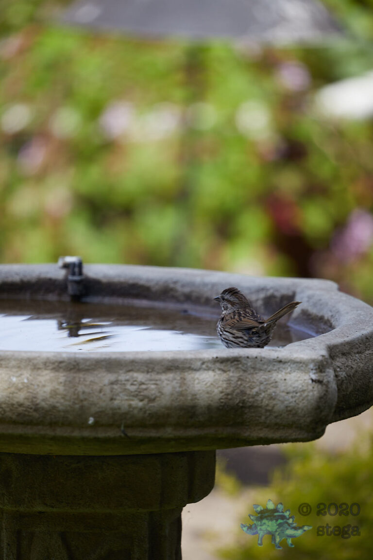 Song Sparrow