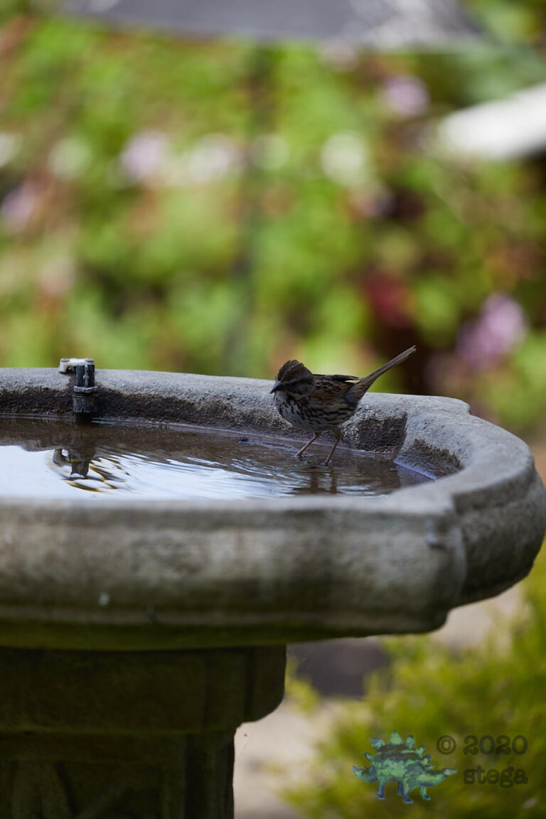 Song Sparrow