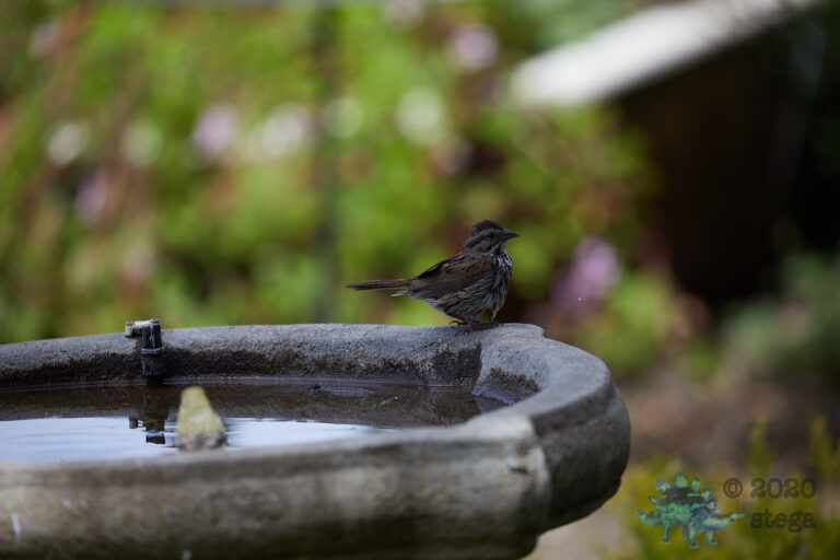 Song Sparrow
