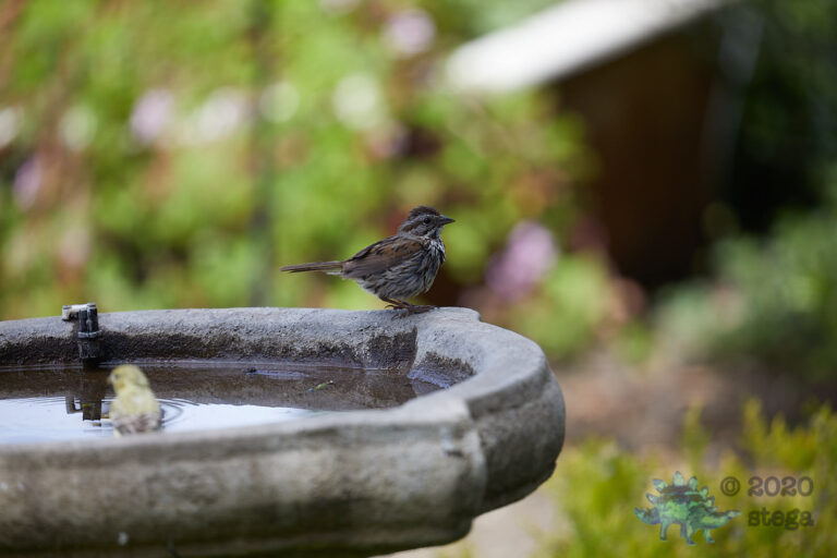 Song Sparrow