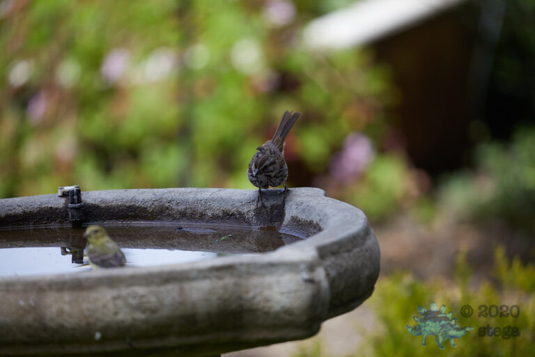 Song Sparrow