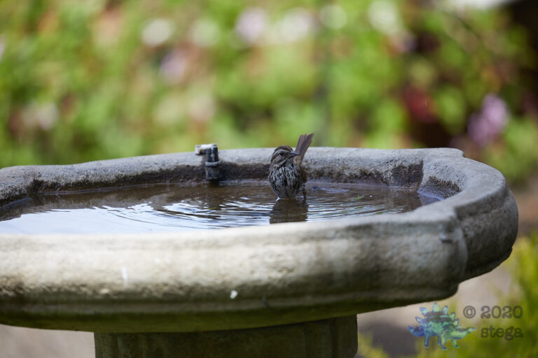 Song Sparrow