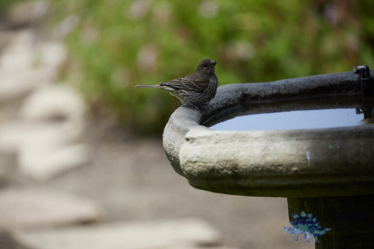 Song Sparrow