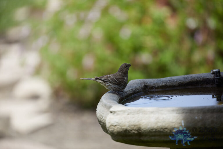House Finch