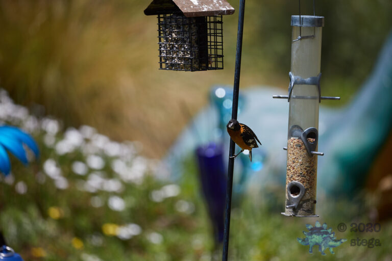 Black-Headed Grosbeak