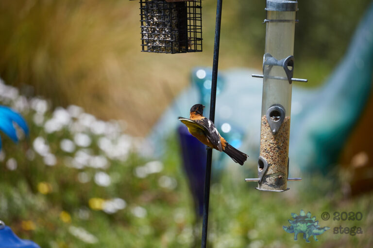 Black-headed Grosbeak