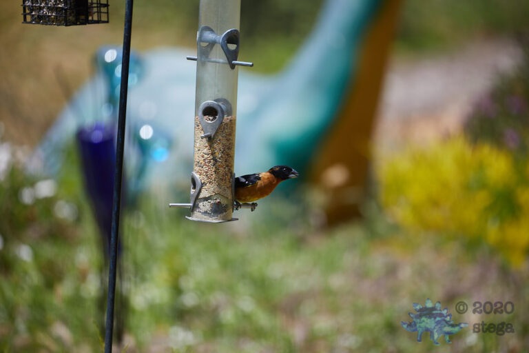 Black-headed Grosbeak