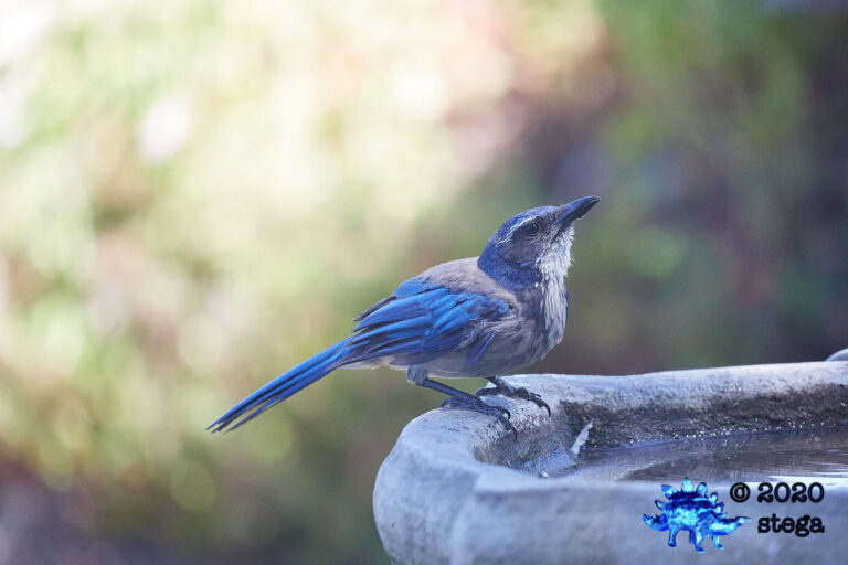 California Scrub Jay