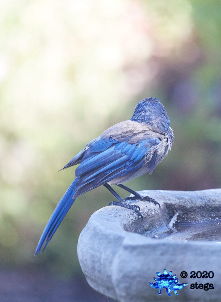 California Scrub Jay
