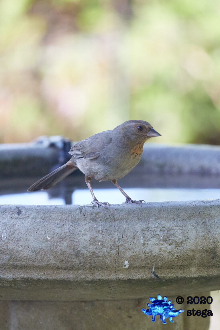 California Towhee