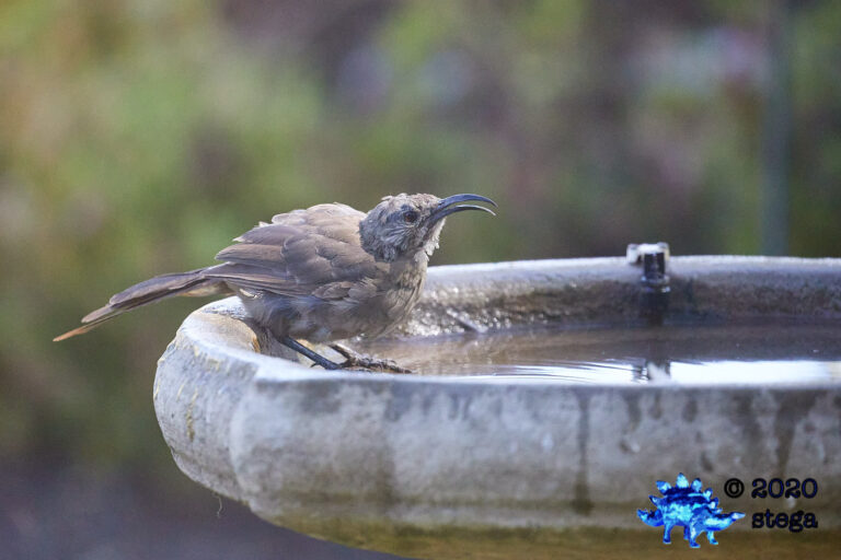 California Thrasher