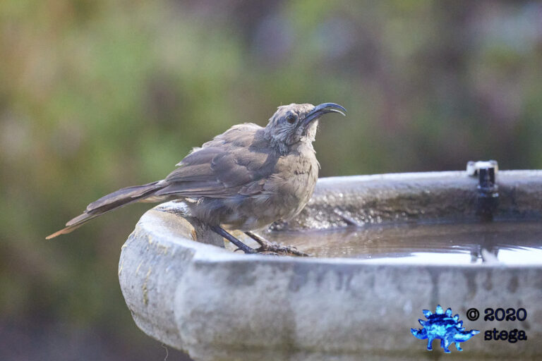 California Thrasher