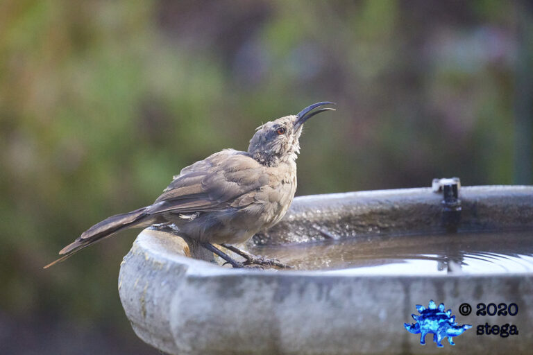 California Thrasher