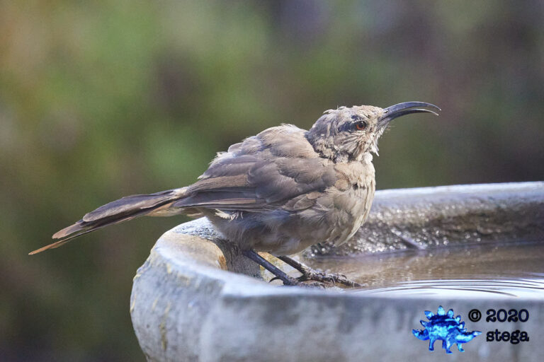 California Thrasher