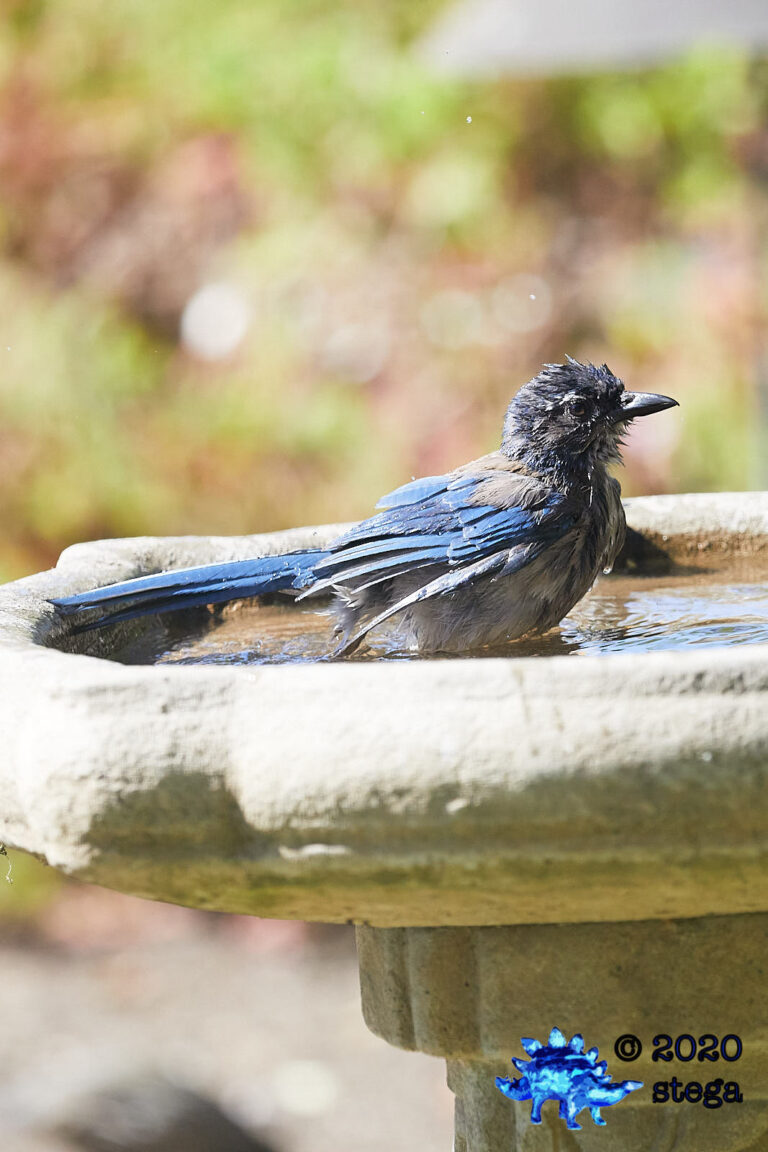 California Scrub Jay