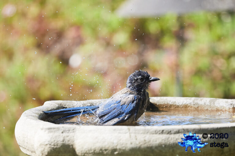California Scrub Jay