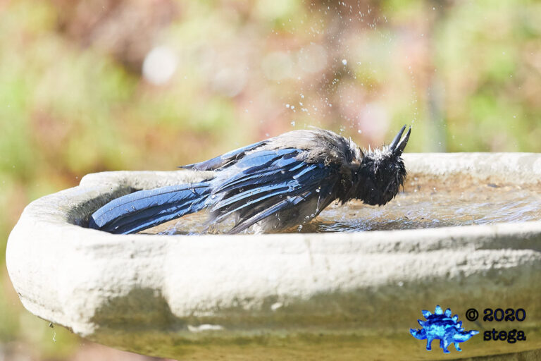 California Scrub Jay