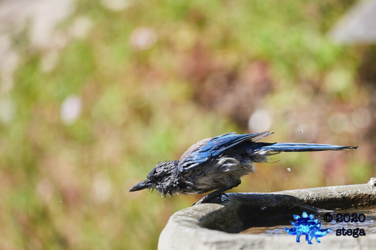 California Scrub Jay