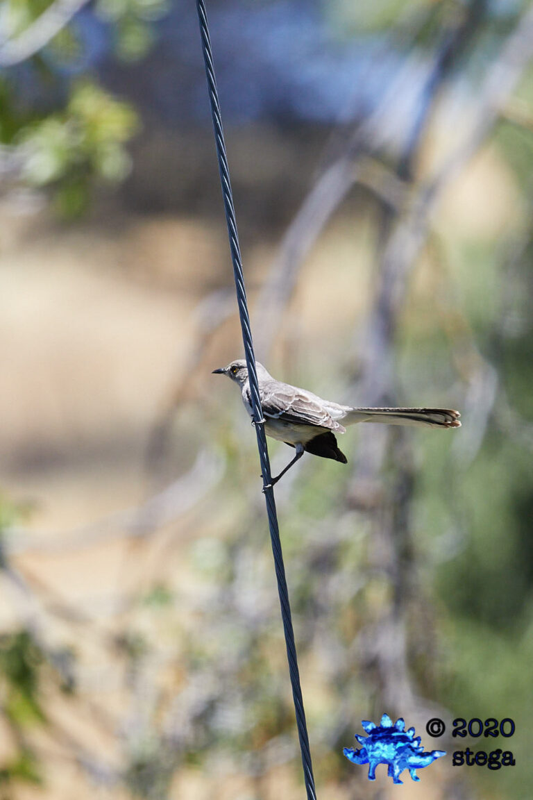 Northern Mockingbird