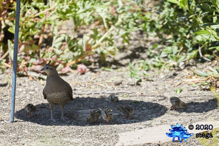 California Quail