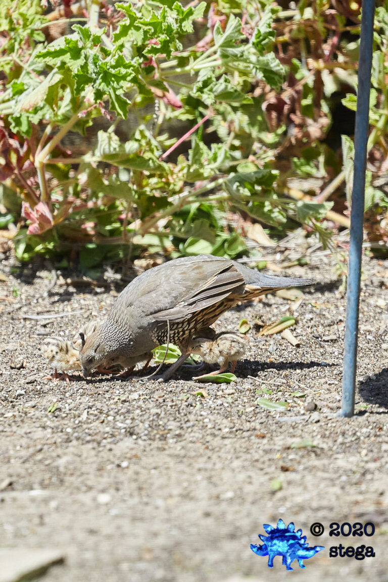 California Quail