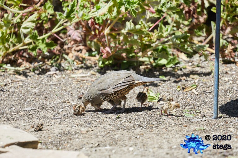 California Quail