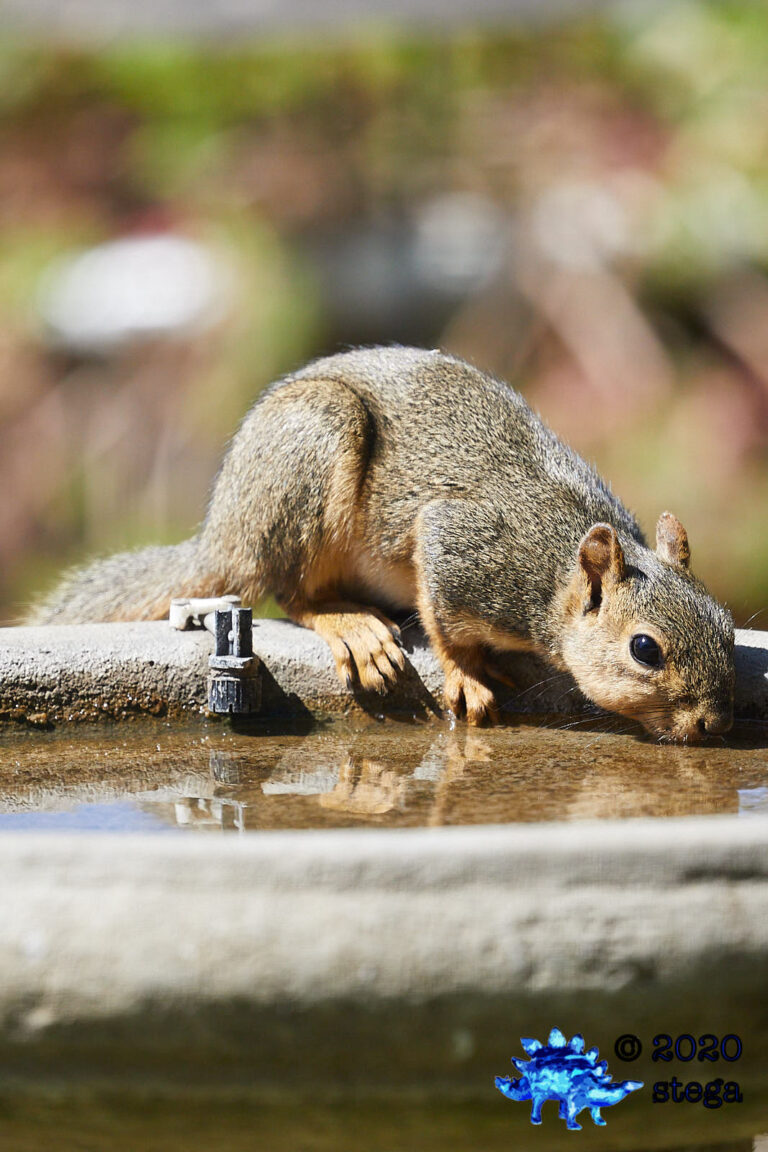 Fox Squirrel