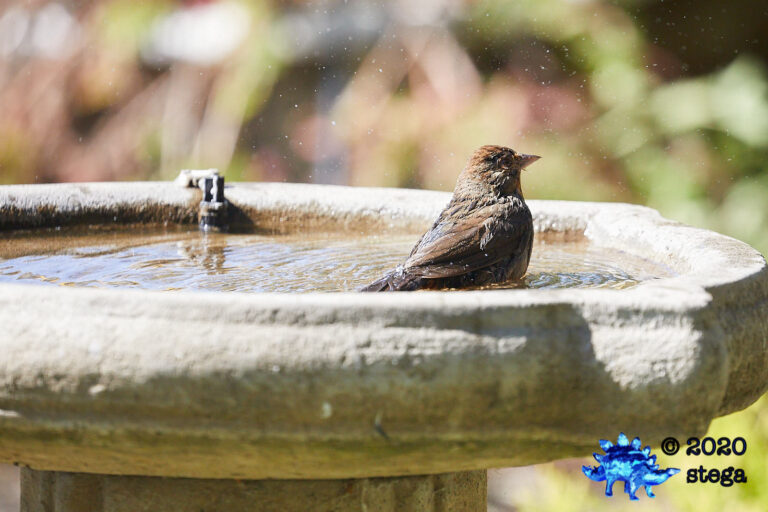 California Towhee