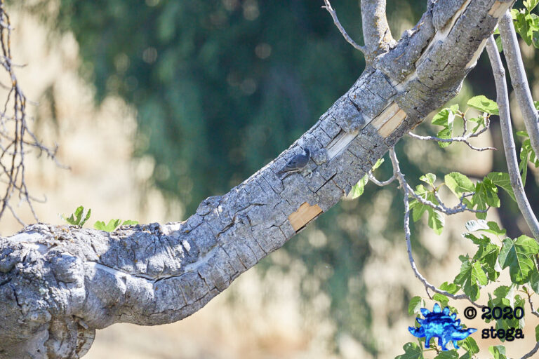 White Breasted Nuthatch